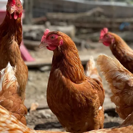 Terra E Cielo * Serra Rocco