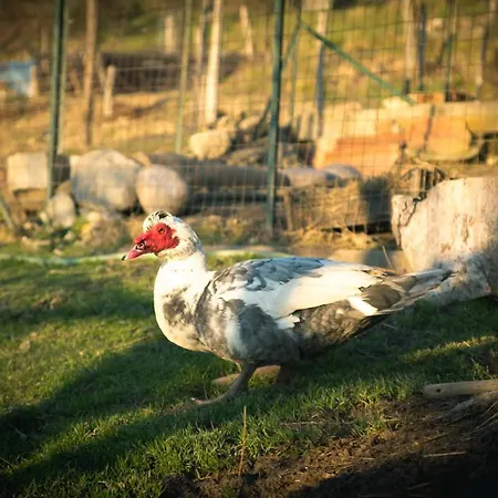 Terra E Cielo * Serra Rocco
