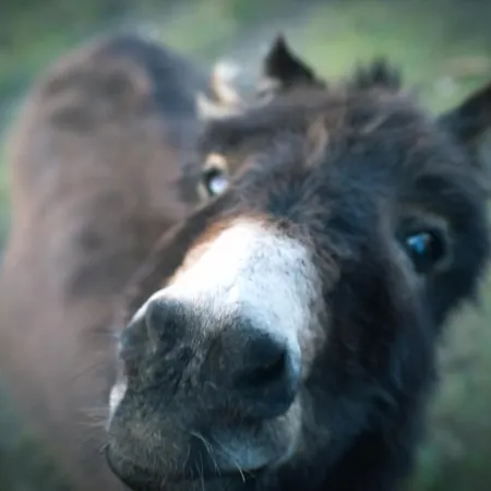Κατάλυμα σε φάρμα Terra E Cielo